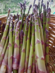 First asparagus!