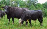 upper-meadows-cows